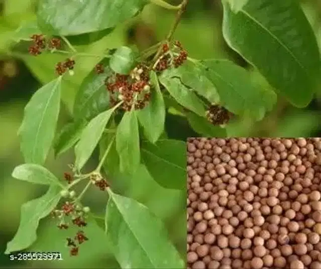 White Sanders Seeds, Pack of 10