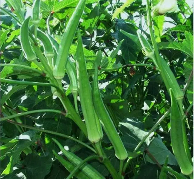 Seeds of Lady Finger/Bhindi Vegetable, Pack Of 50