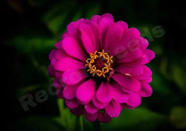 Zinia Pink Seeds, Pack Of 30