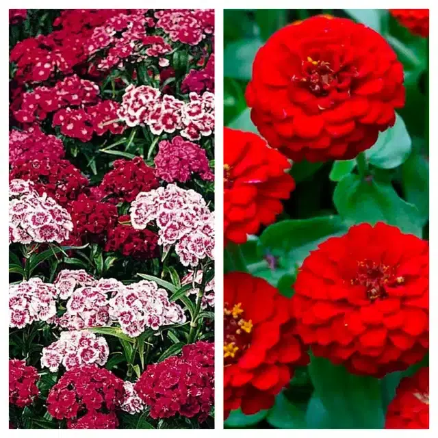 Sweet William & Zinnia Red Flower Seeds, Pack of 2