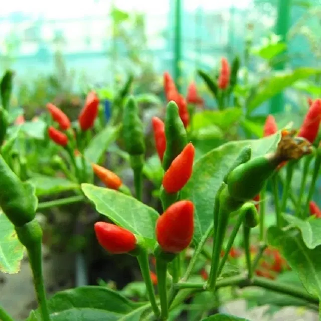Ornamental Chilli Vegetable Seeds, Pack of 50