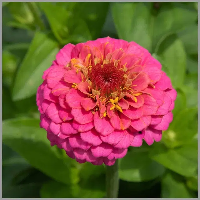 Jignisha Seeds Zinnia Pink Flower Seeds, Pink, Pack of 30