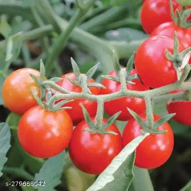 Red Ruby Cherry Tomato Vegetable Seeds, Pack of 50