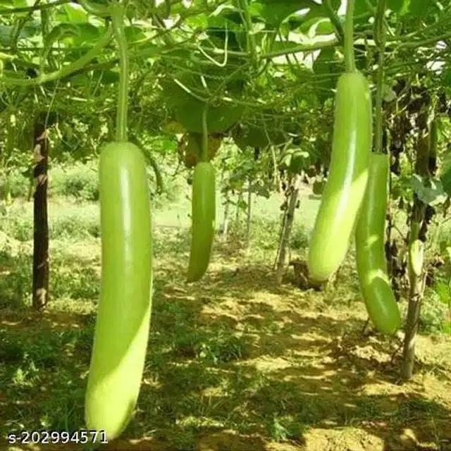 Desi Dudhi Seeds, Pack of 15