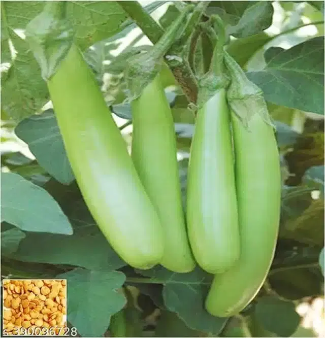 Green Long Brinjal Seeds, Pack of 50