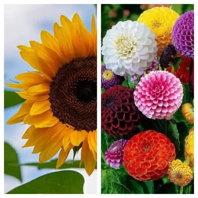 Sunflower & Dahlia Mix Flower Seeds, Pack of 2