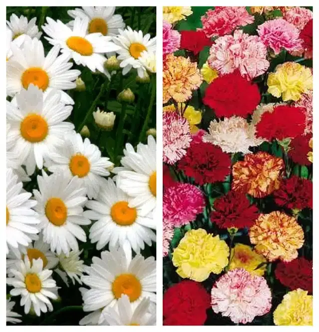 Daisy Mix & Carnation Mix Flower Seeds, Pack of 2