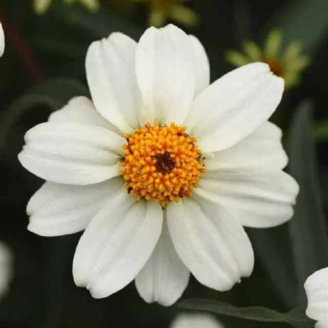 Seeds of Zinnia White Flower, Pack Of 30