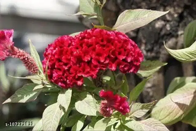 Cockscomb Summer Season Red Flower Seeds, Pack of 30