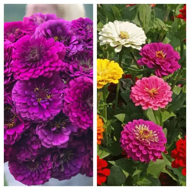 Zinnia Purple & Zinnia Mix Flower Seeds, Pack of 2