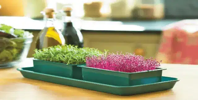 2 Variety of Microgreen Seeds, Combo of 2