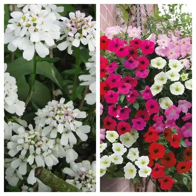 Candytuft Flower & Petunia Mix Flower Seeds, Pack of 2