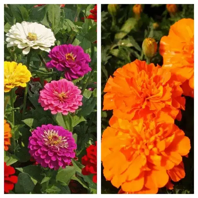 Zinnia Mix & Marigold Orange Flower Seeds, Pack of 2