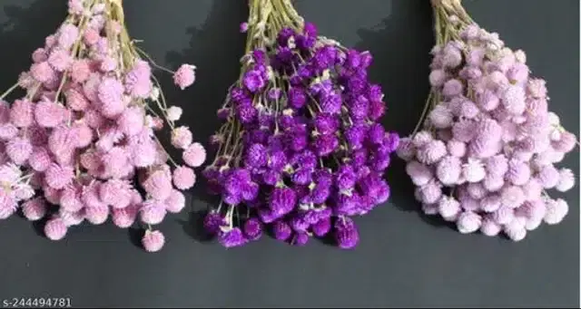 American Mixed Gomphrena Mix Seeds, Pack of 30