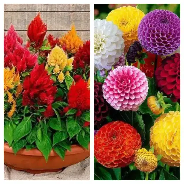 Celosia Mix & Dahlia Mix Flower Seeds, Pack of 2