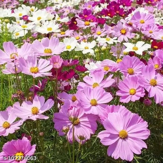Cosmos Bright Lights Mixed Flower Seeds, Pack of 30