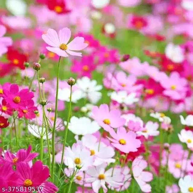 Cosmos Mix Flower Seeds, Pack of 30