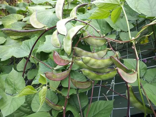 Recron Seeds of Flat Bean/Valor Papdi Vegetable, Pack Of 30