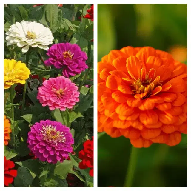 Zinnia Mix & Zinnia Orange Flower Seeds, Pack of 2
