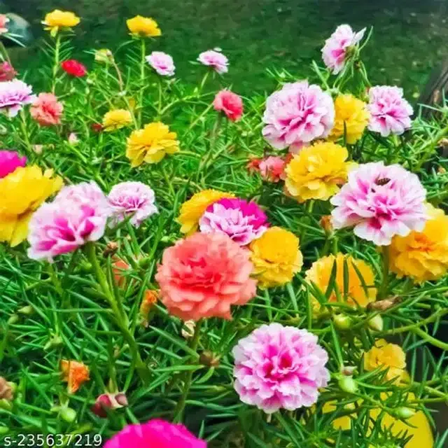 Portulaca Multicolor Flower Mix Seeds, Pack of 30