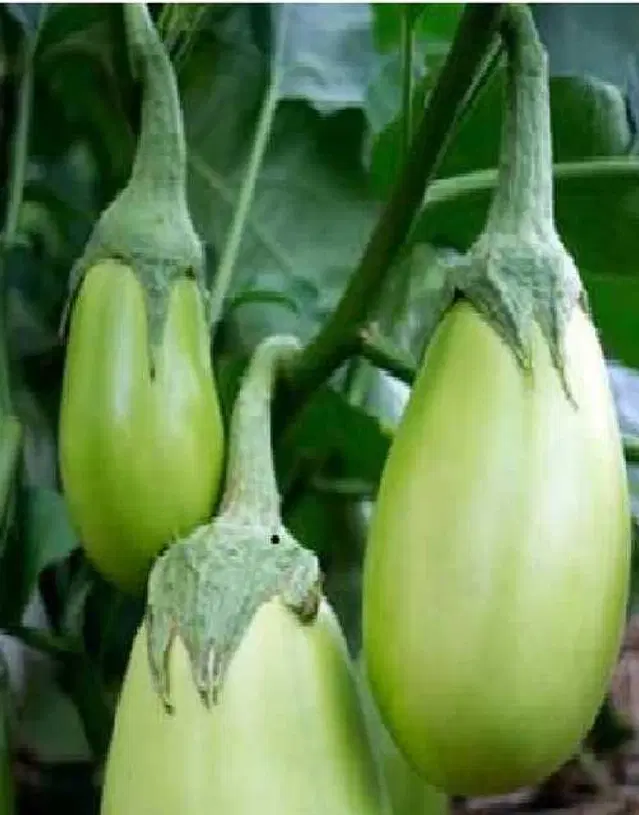 Seeds of Organic Green Brinjal Vegetable, Pack Of 50