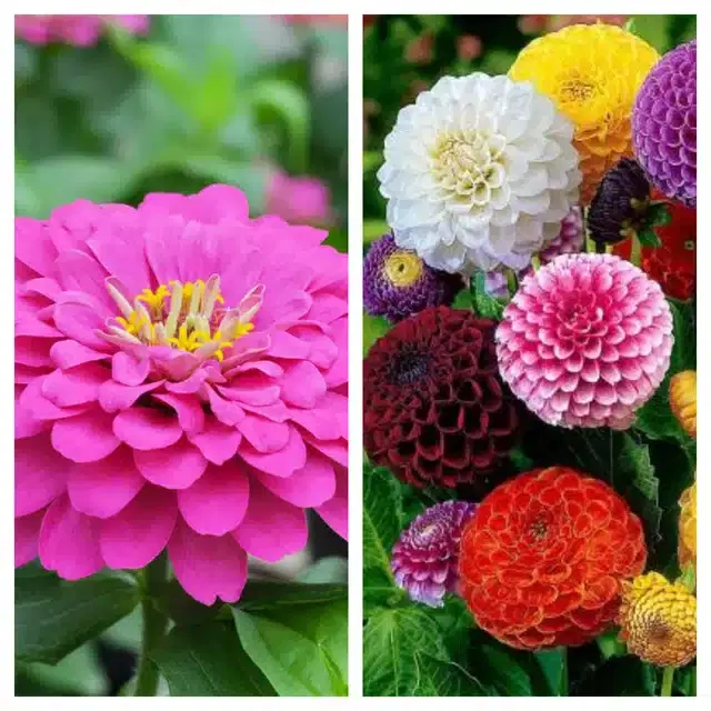 Zinnia Pink & Dahlia Mix Flower Seeds, Pack of 2