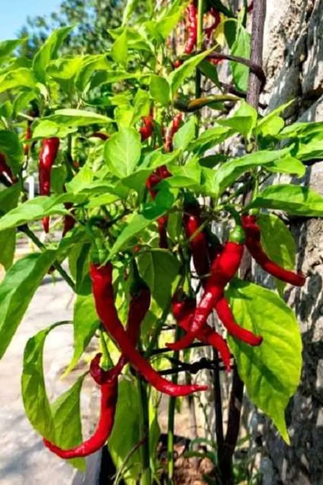 Seeds of Hybrid Long Chilli Vegetable, Pack Of 50