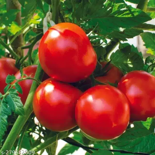 Tomato Pusa Ruby Super Vegetable Seeds, Pack of 100