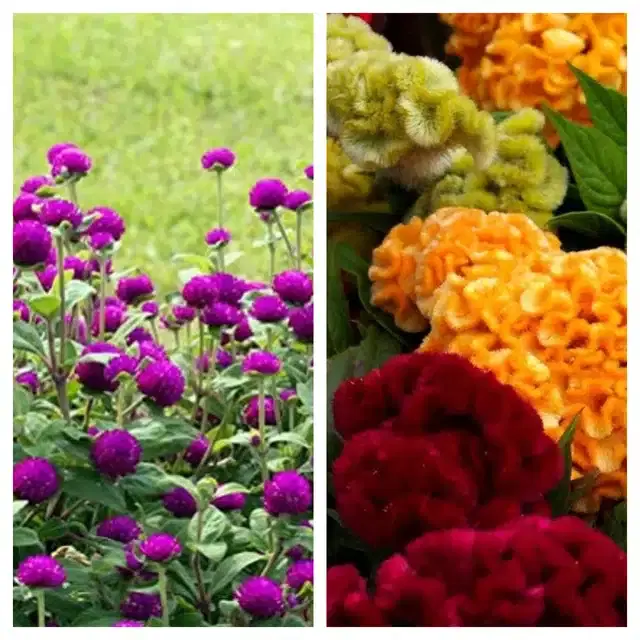 Gomphrena Purple & Cockscomb Mix Flower Seeds, Pack of 2