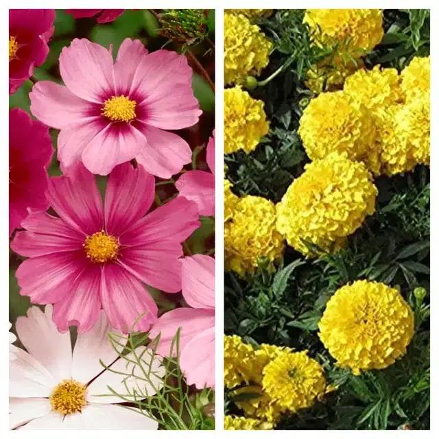 Cosmos Mix & Marigold Yellow Flower Seeds, Pack of 2