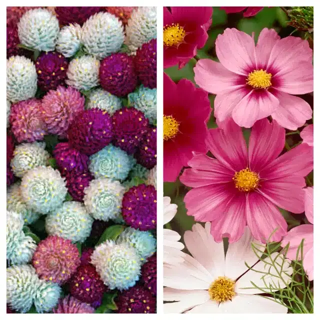 Gomphrena Mix & Cosmos Mix Flower Seeds, Pack of 2