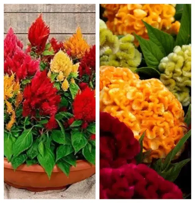 Celosia Mix & Cockscomb Mix Flower Seeds, Pack of 2