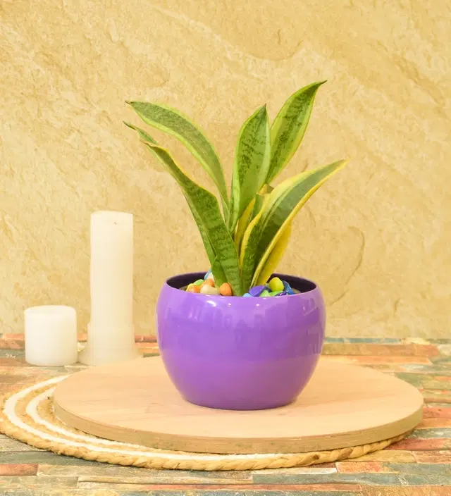 Metal Planter for Home, Purple