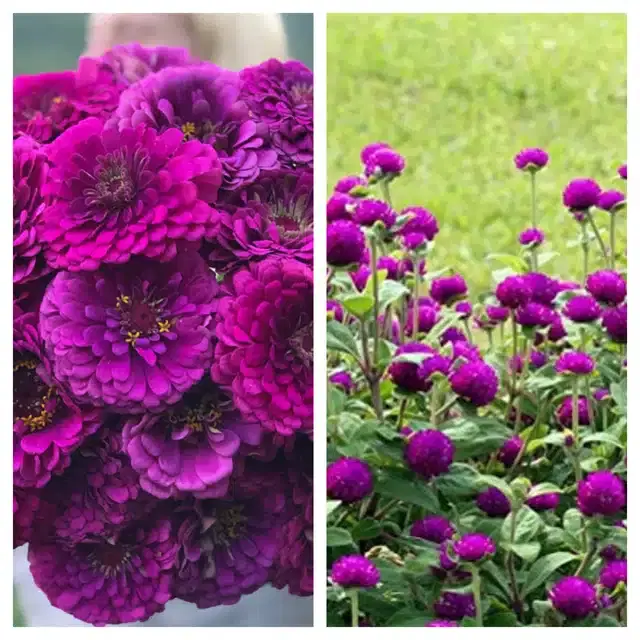 Zinnia Purple & Gomphrena Purple Flower Seeds, Pack of 2