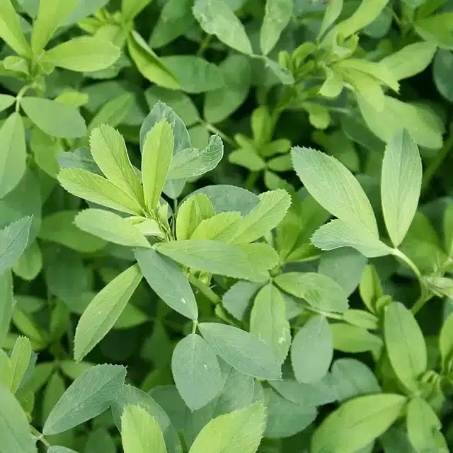 Alfa Alfa Microgreen Seeds, Combo of 1