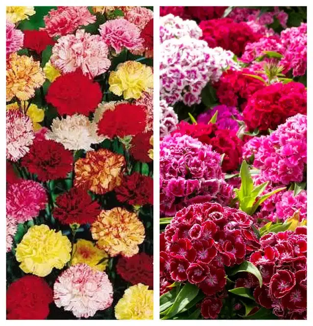 Carnation Mix & Sweet William Flower Seeds, Pack of 2