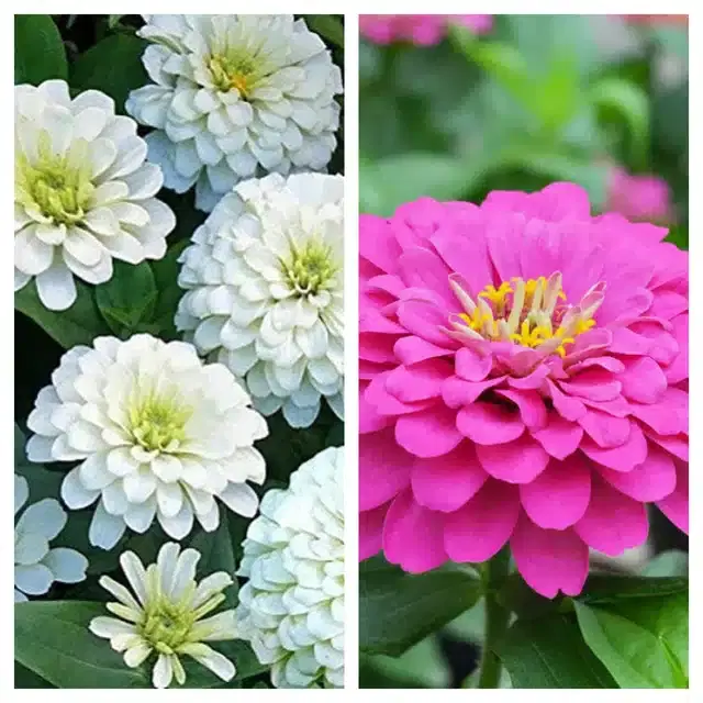 Zinnia White & Zinnia Pink Flower Seeds, Pack of 2