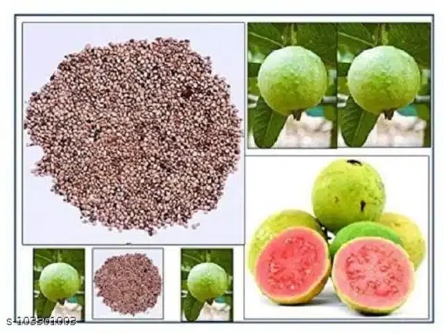 Red Guava Fruit Seeds, Pack of 30