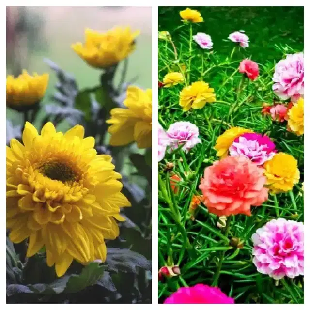 Chrysanthemum Yellow & Portulaca Mix Flower Seeds, Pack of 2