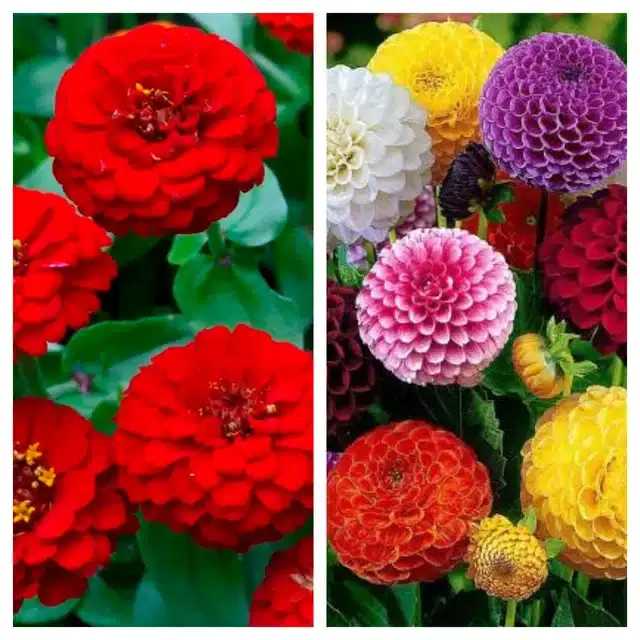 Zinnia Red & Dahlia Mix Flower Seeds, Pack of 2