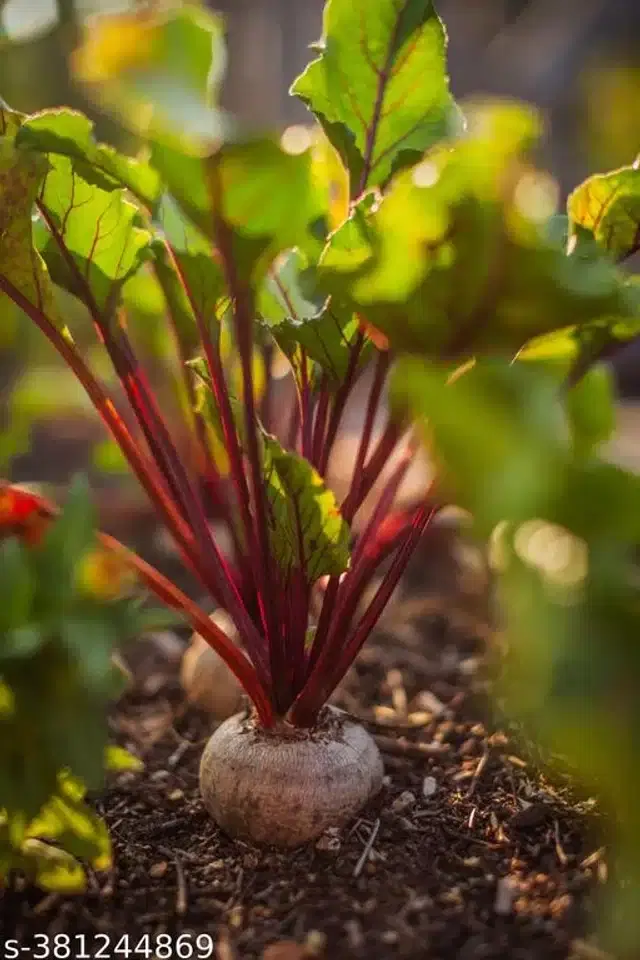 Red Beetroot Seeds, Pack of 50