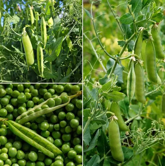 Green Peas Vegetable Seeds, Pack of 30