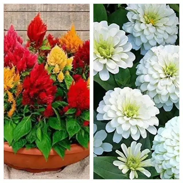 Celosia Mix & Zinnia White Flower Seeds, Pack of 2