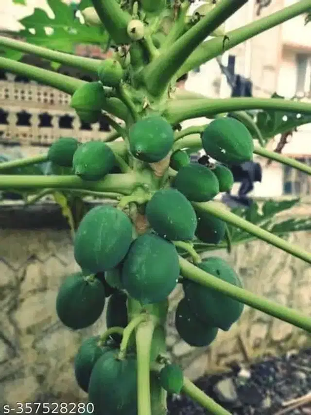 Papaya Red Lady Seeds, Pack of 200