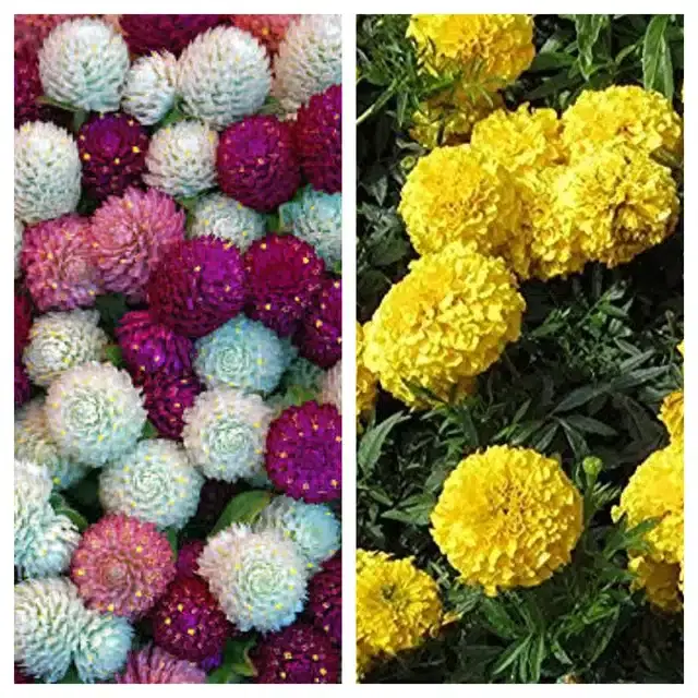 Gomphrena Mix & Marigold Yellow Flower Seeds, Pack of 2