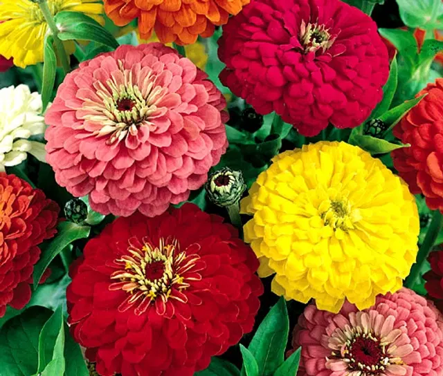 Dahlia Mix Flower Seeds, Pack of 20