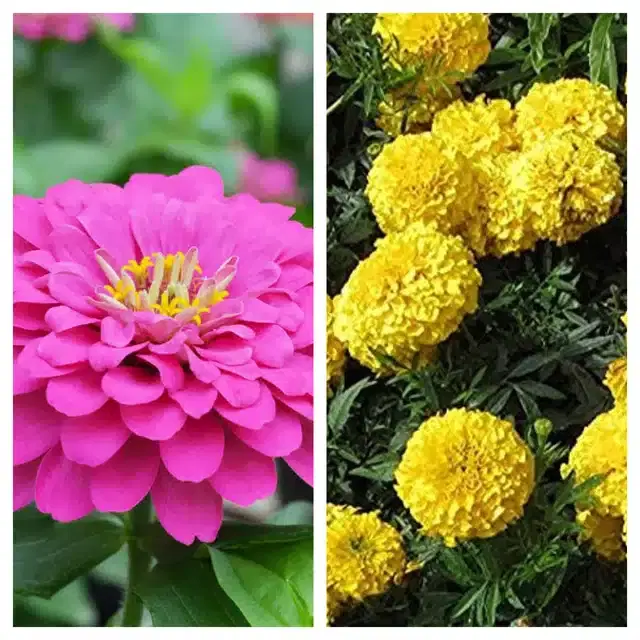 Zinnia Pink & Marigold Yellow Flower Seeds, Pack of 2