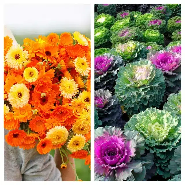Calendula Mix & Flowering Kale Flower Seeds, Pack of 2