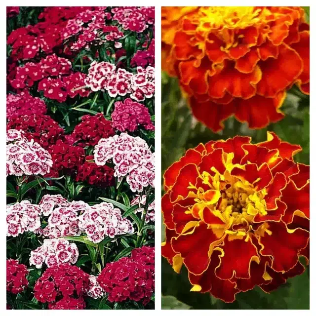 Sweet William & Marigold French Flower Seeds, Pack of 2