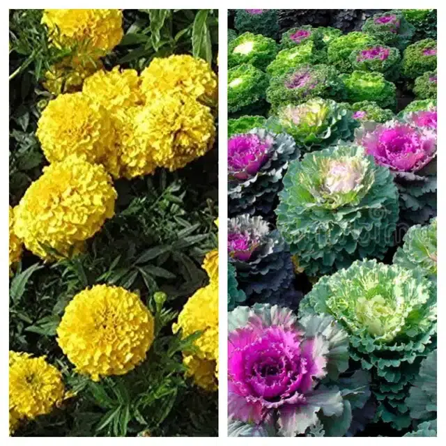 Marigold Orange & Flowering Kale Flower Seeds, Pack of 2